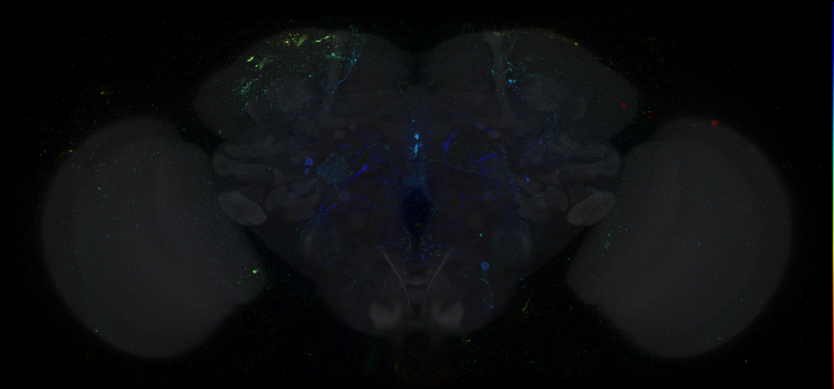 JRC_R28E02 GAL4 in the adult brain