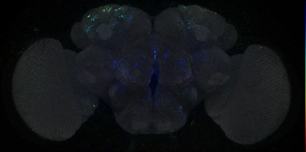 JRC_R28E02 GAL4 in the adult brain