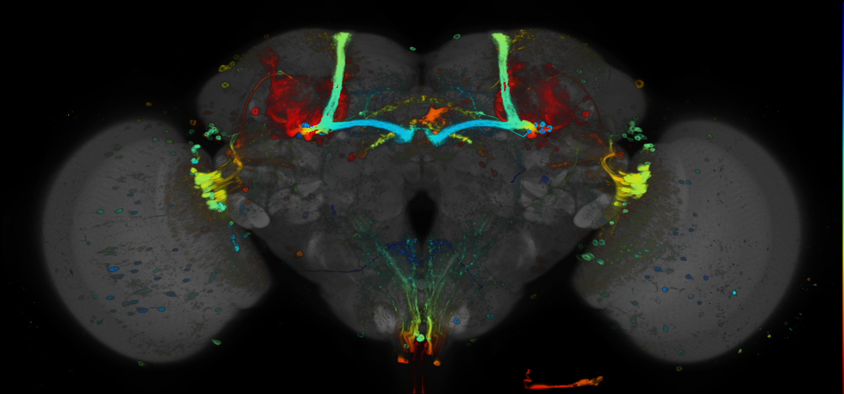 JRC_R28G09 GAL4 in the adult brain