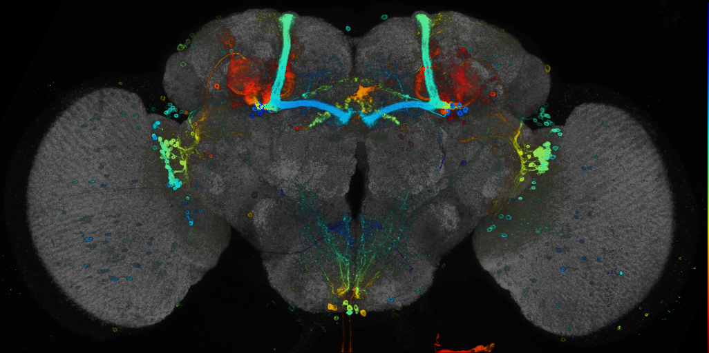 JRC_R28G09 GAL4 in the adult brain