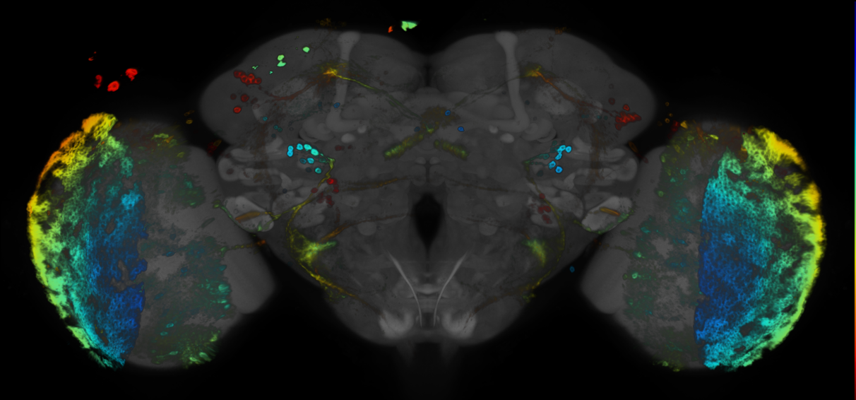P{GMR13B10-GAL4} expression pattern