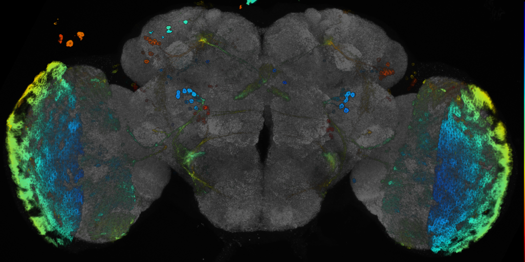 P{GMR13B10-GAL4} expression pattern