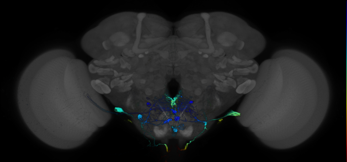 JRC_R88H01 GAL4 in the adult brain