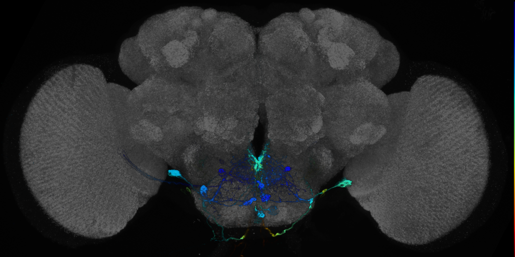 JRC_R88H01 GAL4 in the adult brain
