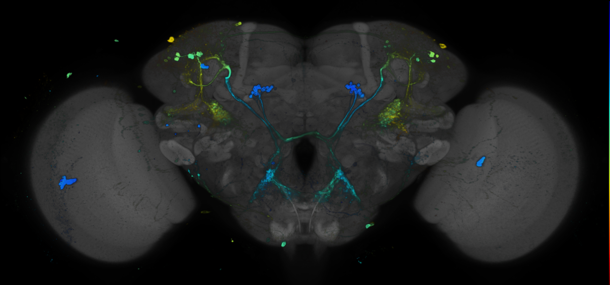 JRC_R43D01 GAL4 in the adult brain