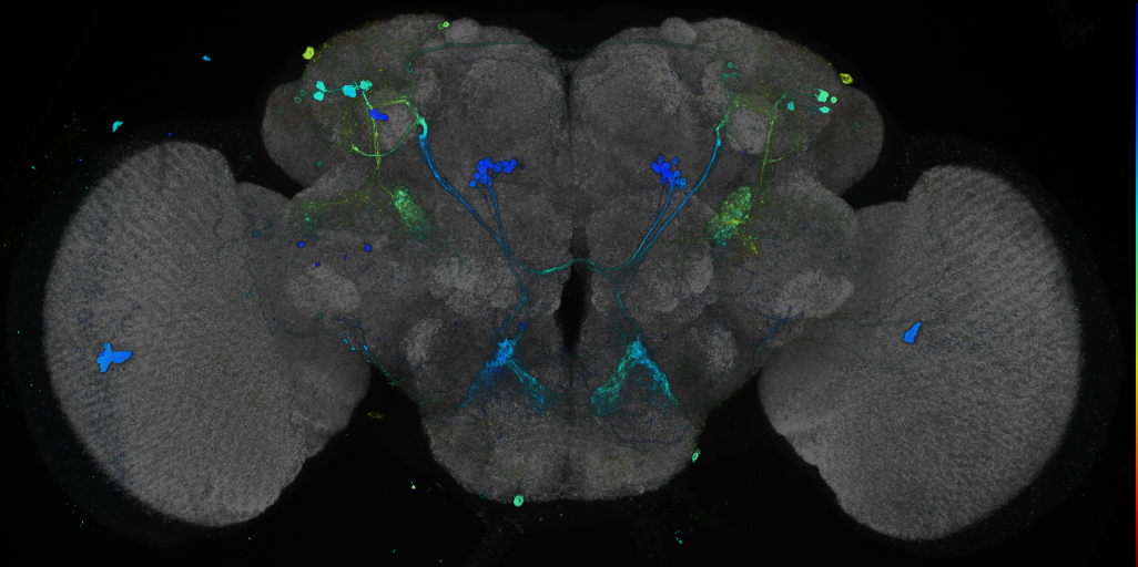JRC_R43D01 GAL4 in the adult brain