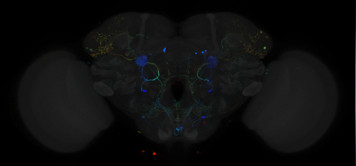 JRC_R95B09 GAL4 in the adult brain