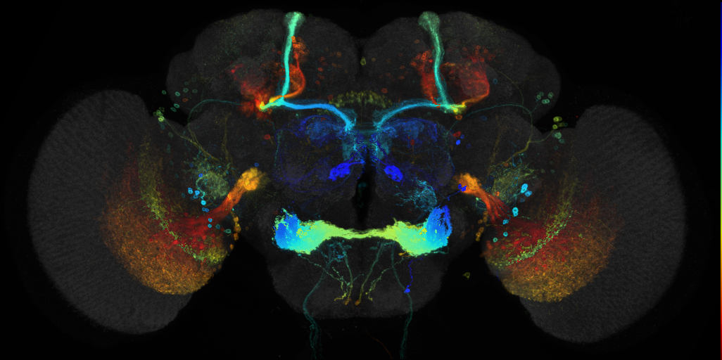 JRC_R9C11 GAL4 in the adult brain