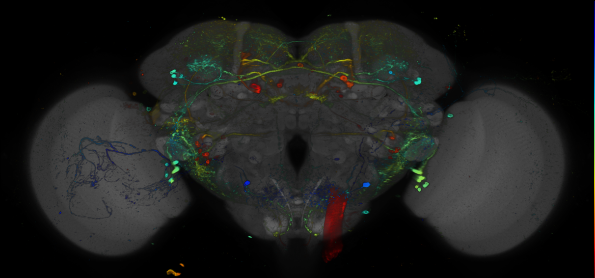 P{GMR70A05-GAL4} expression pattern