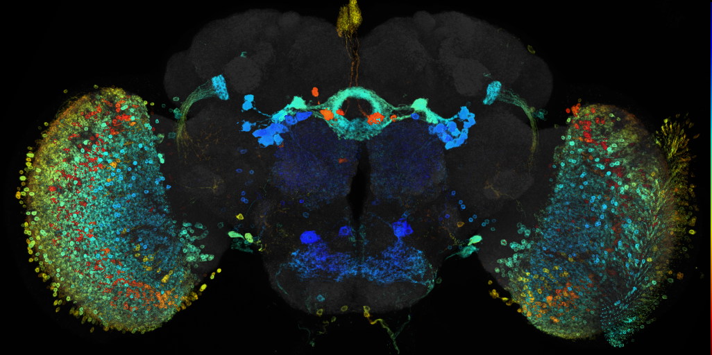 JRC_R10B11 GAL4 in the adult brain