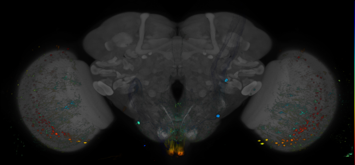 P{GMR40H02-GAL4} expression pattern