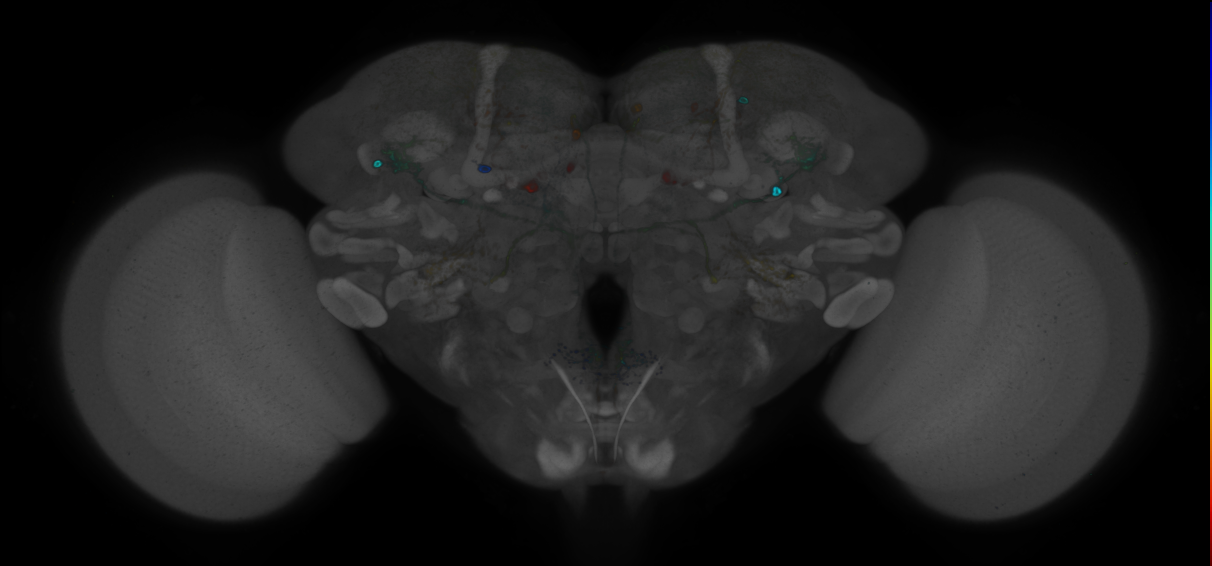 JRC_R71C11 GAL4 in the adult brain