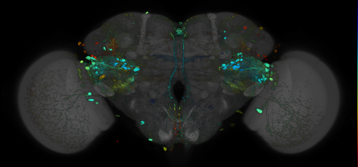 P{GMR32G09-GAL4} expression pattern