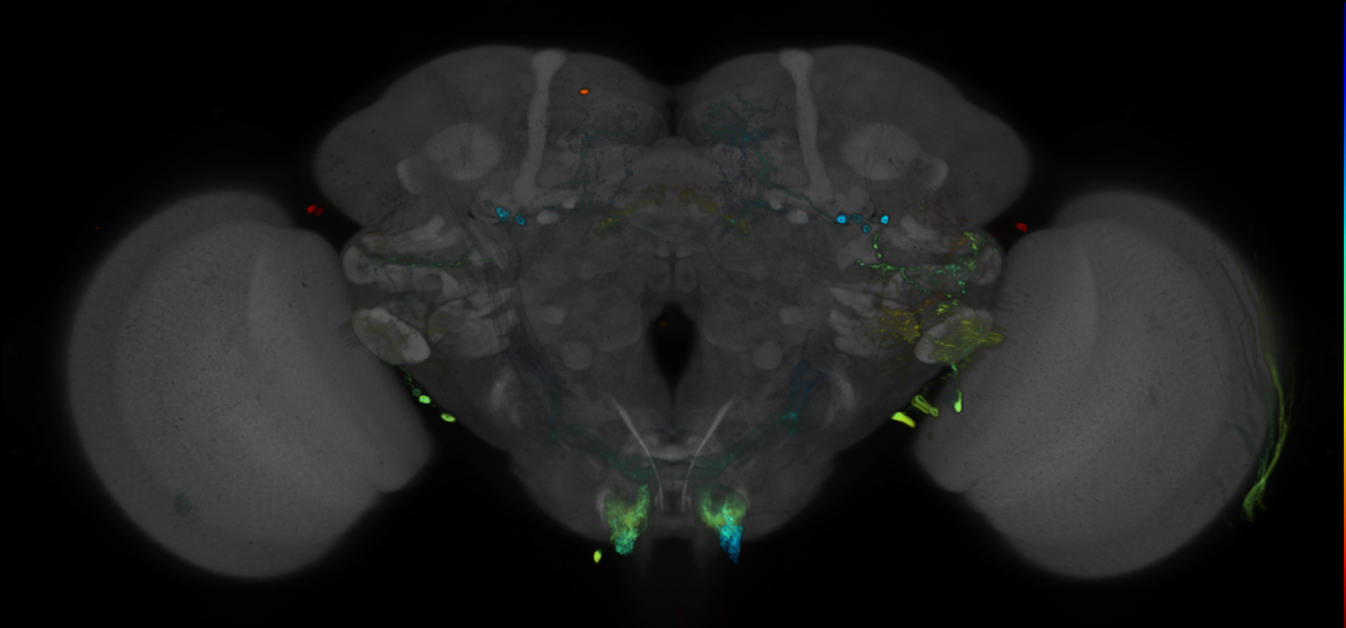 P{GMR80G02-GAL4} expression pattern
