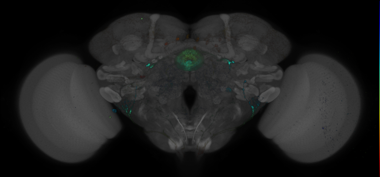 JRC_R18B05 GAL4 in the adult brain