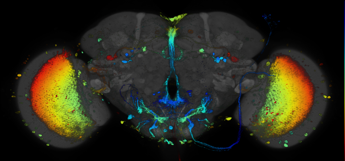JRC_R76F06 GAL4 in the adult brain