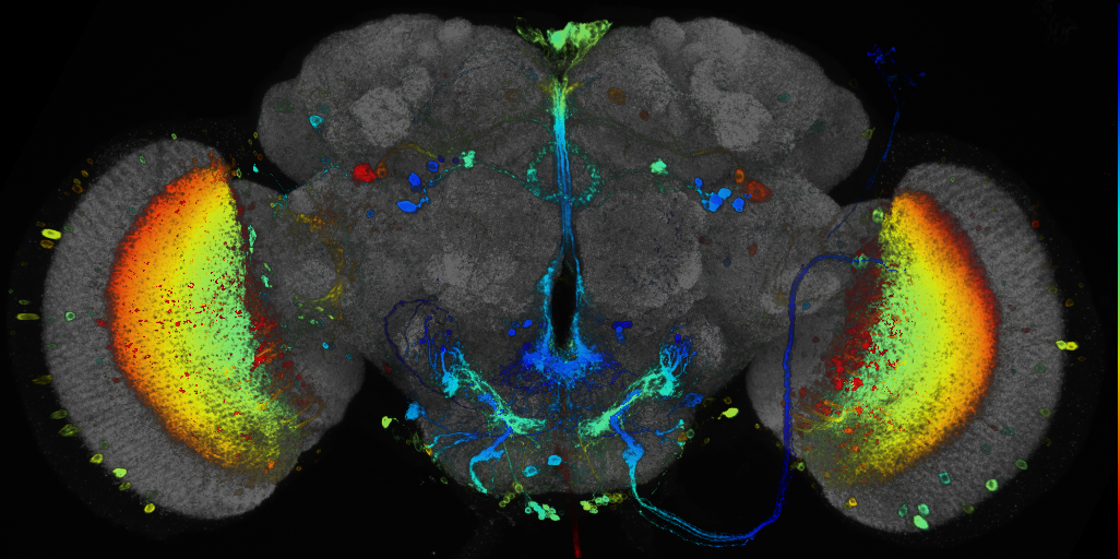 JRC_R76F06 GAL4 in the adult brain