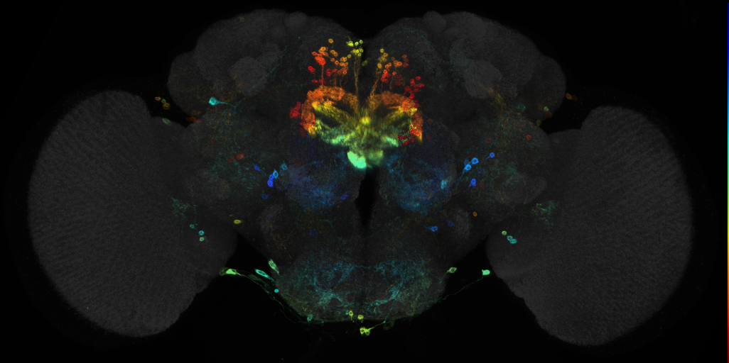 JRC_R21H11 GAL4 in the adult brain