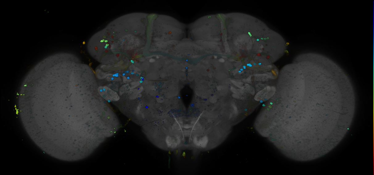 P{GMR81C04-GAL4} expression pattern