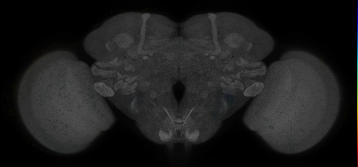 P{GMR83E07-GAL4} expression pattern