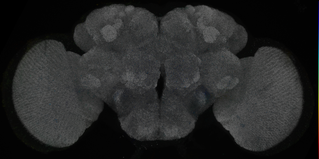 P{GMR83E07-GAL4} expression pattern