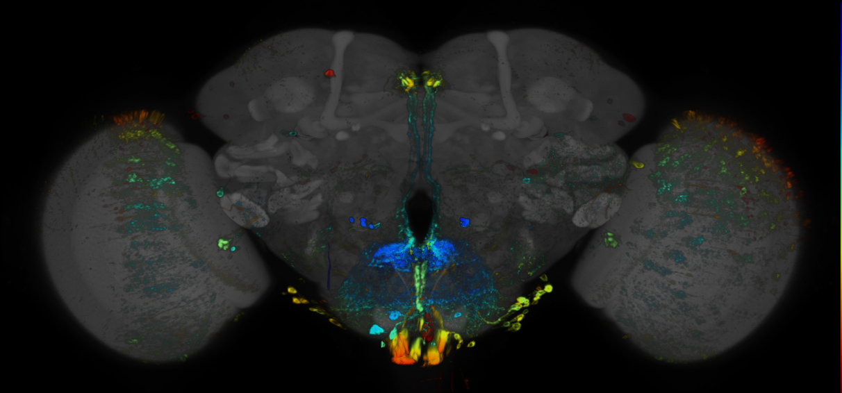 JRC_R81D11 GAL4 in the adult brain
