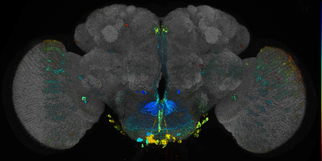JRC_R81D11 GAL4 in the adult brain