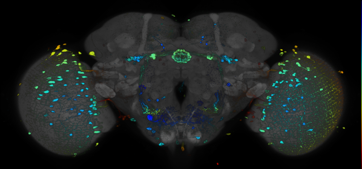 P{GMR73A11-GAL4} expression pattern