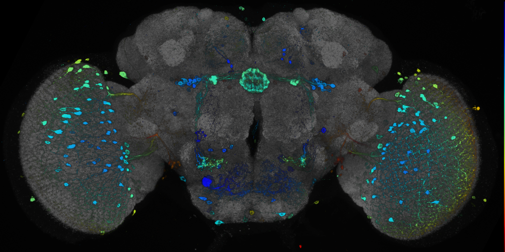 P{GMR73A11-GAL4} expression pattern