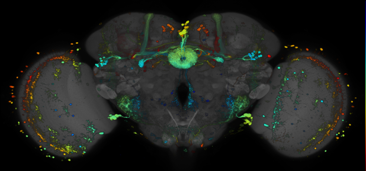P{GMR60D05-GAL4} expression pattern