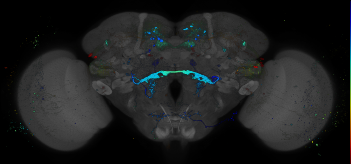 JRC_R93A09 GAL4 in the adult brain