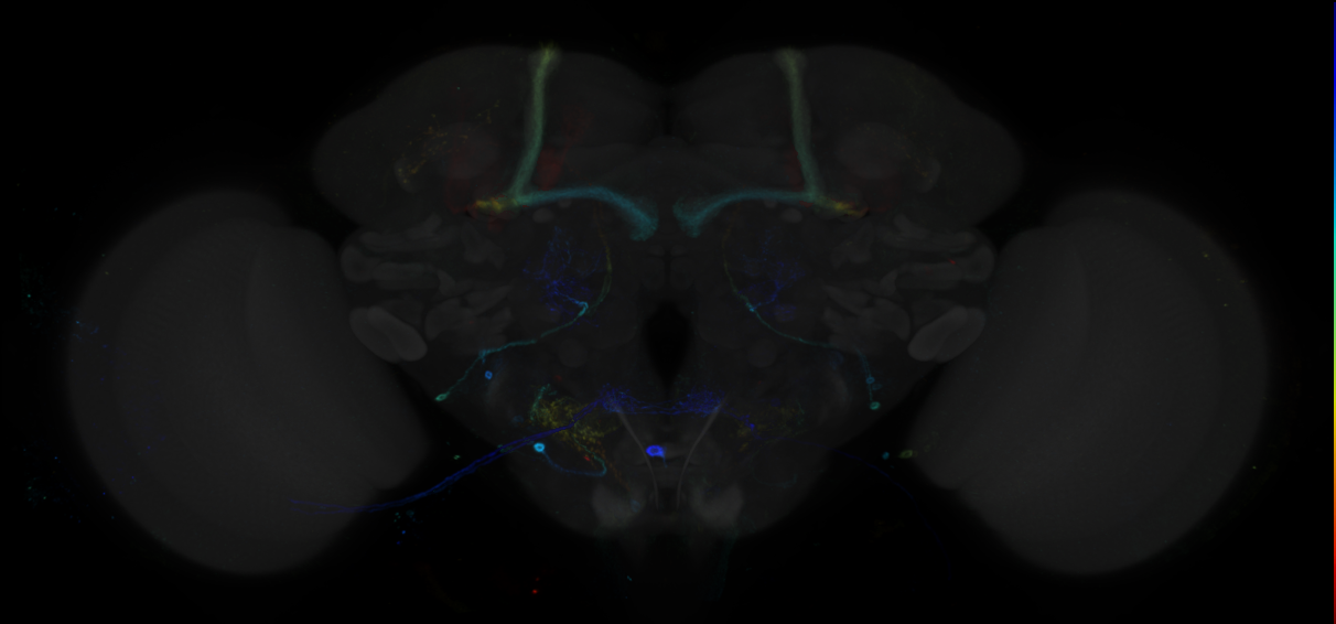 JRC_R91B12 GAL4 in the adult brain