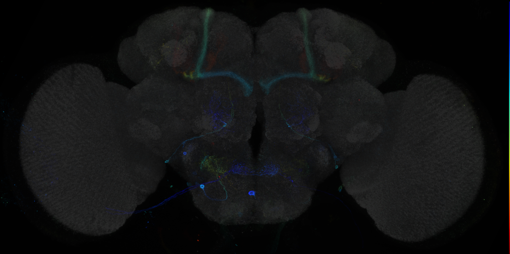 JRC_R91B12 GAL4 in the adult brain