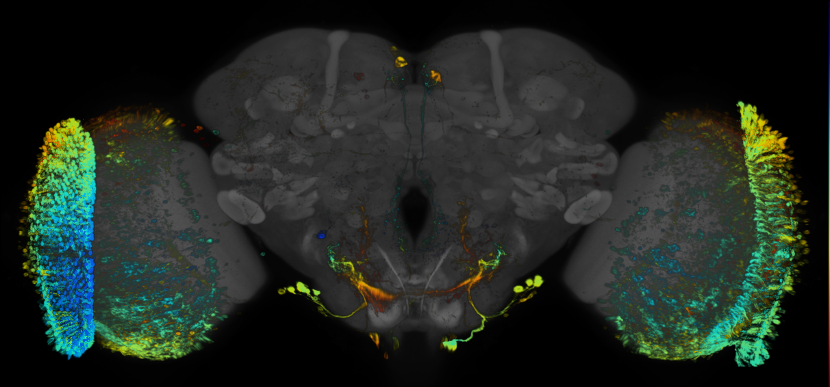 JRC_R38D06 GAL4 in the adult brain