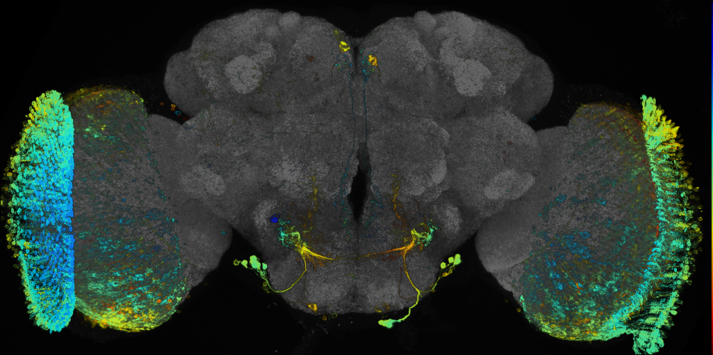 JRC_R38D06 GAL4 in the adult brain