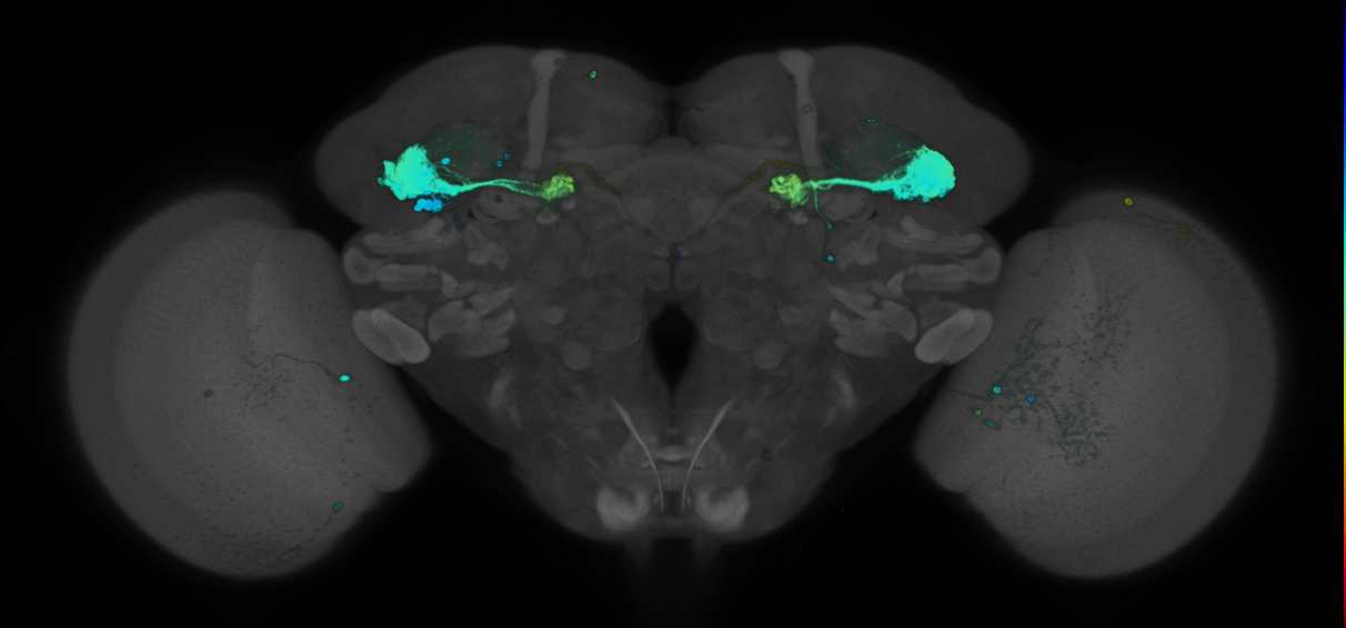 P{GMR88A06-GAL4} expression pattern