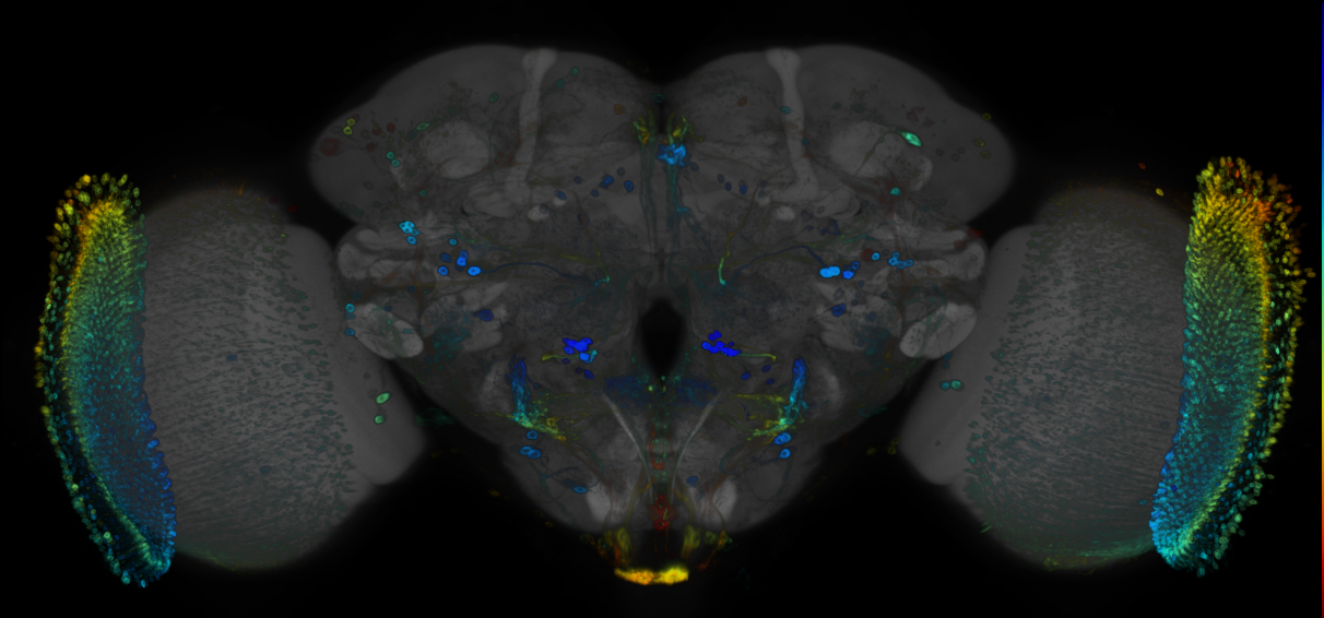 P{GMR86A06-GAL4} expression pattern