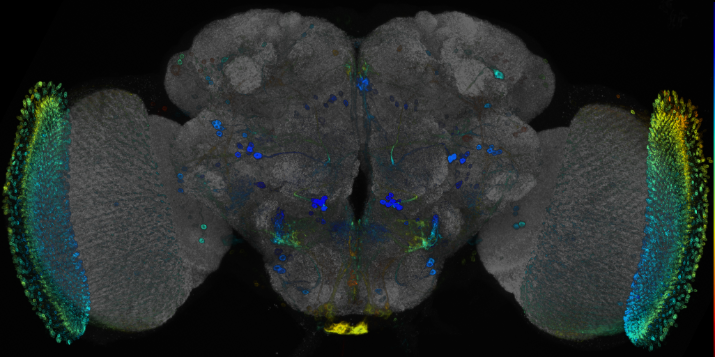 P{GMR86A06-GAL4} expression pattern
