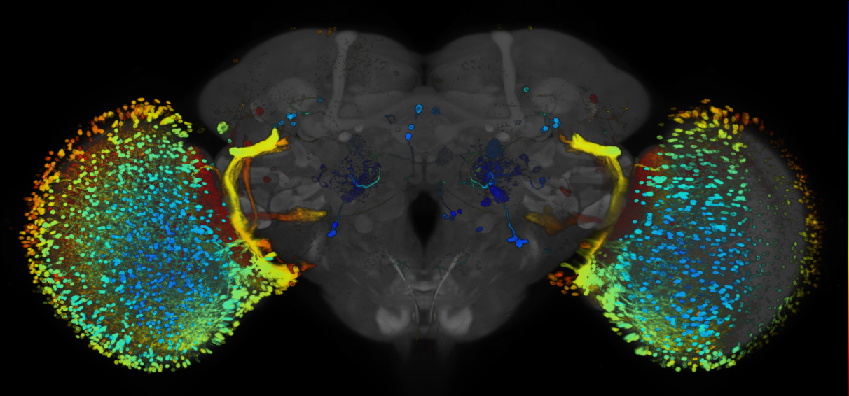 JRC_R28F07 GAL4 in the adult brain