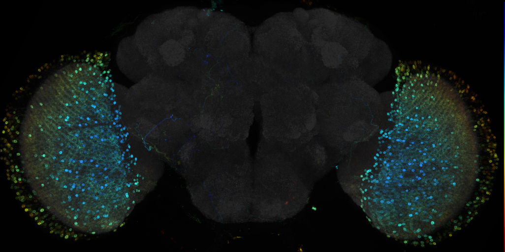JRC_R35H01 GAL4 in the adult brain