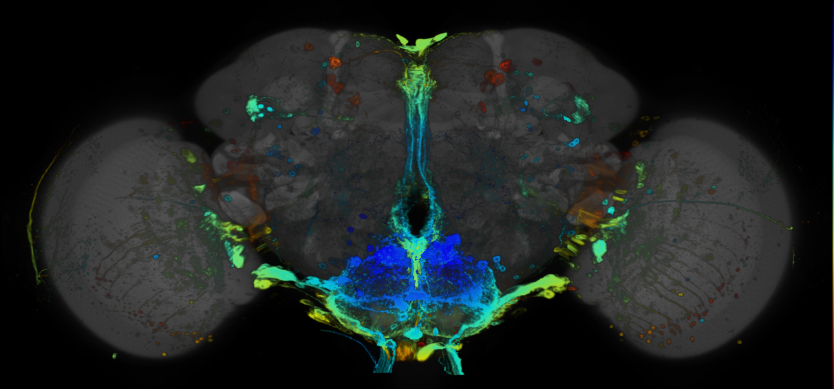P{GMR20C01-GAL4} expression pattern
