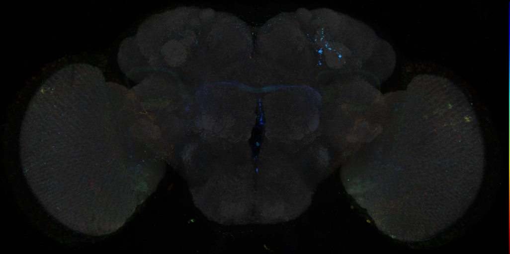JRC_R38A09 GAL4 in the adult brain