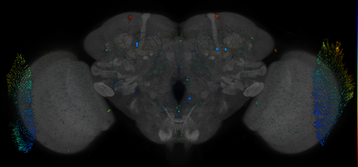 P{GMR87C03-GAL4} expression pattern