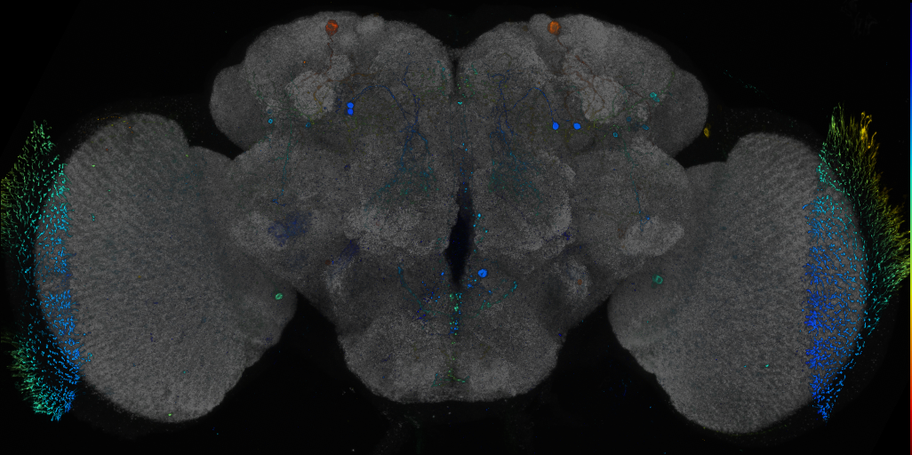P{GMR87C03-GAL4} expression pattern