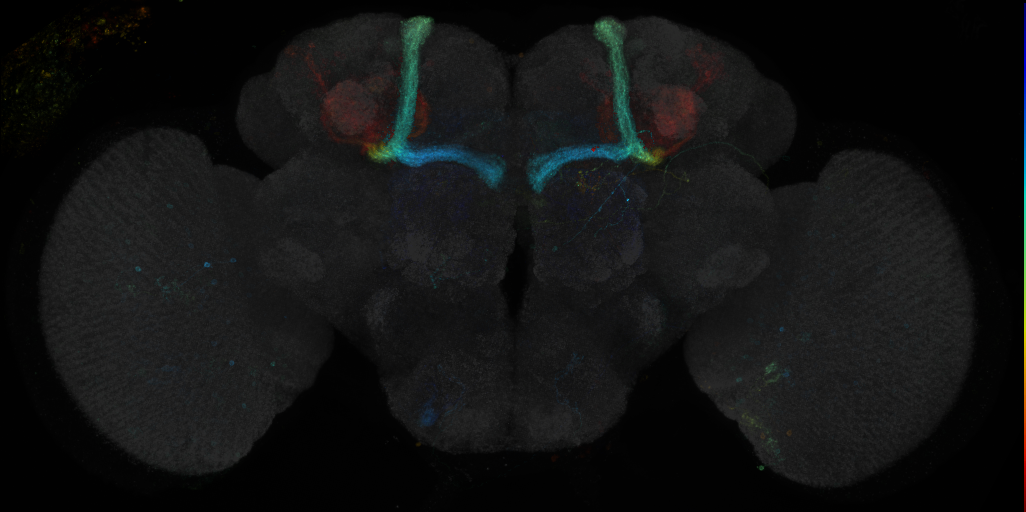 JRC_R9A03 GAL4 in the adult brain