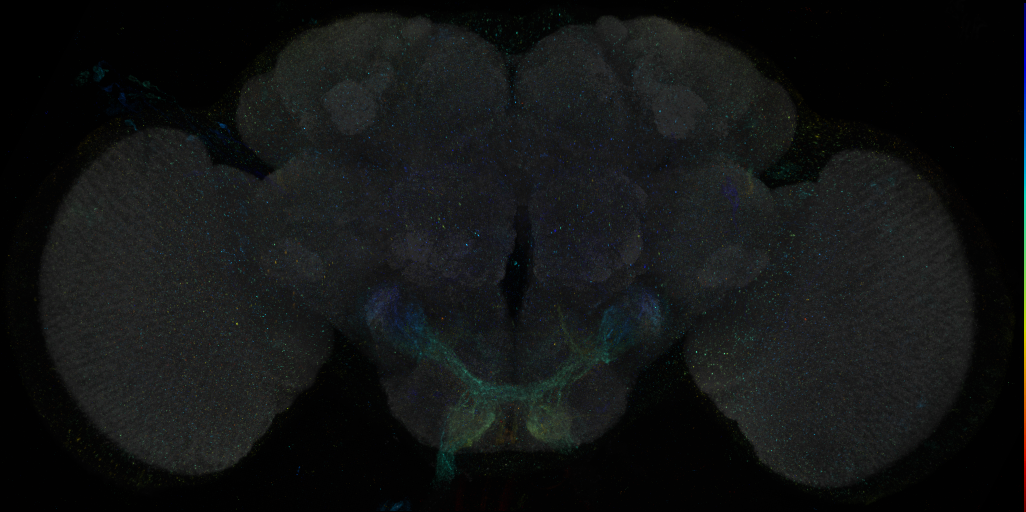 JRC_R15E09 GAL4 in the adult brain