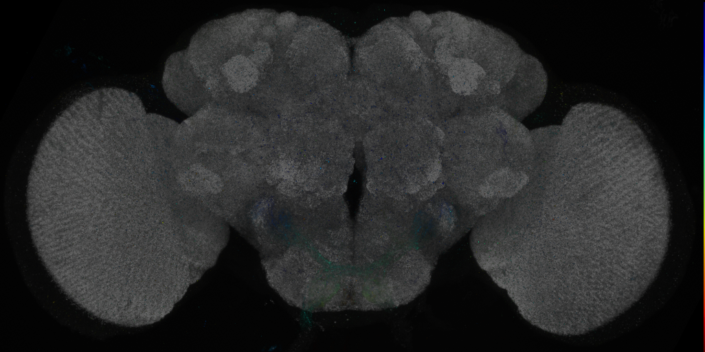P{GMR15E09-GAL4} expression pattern
