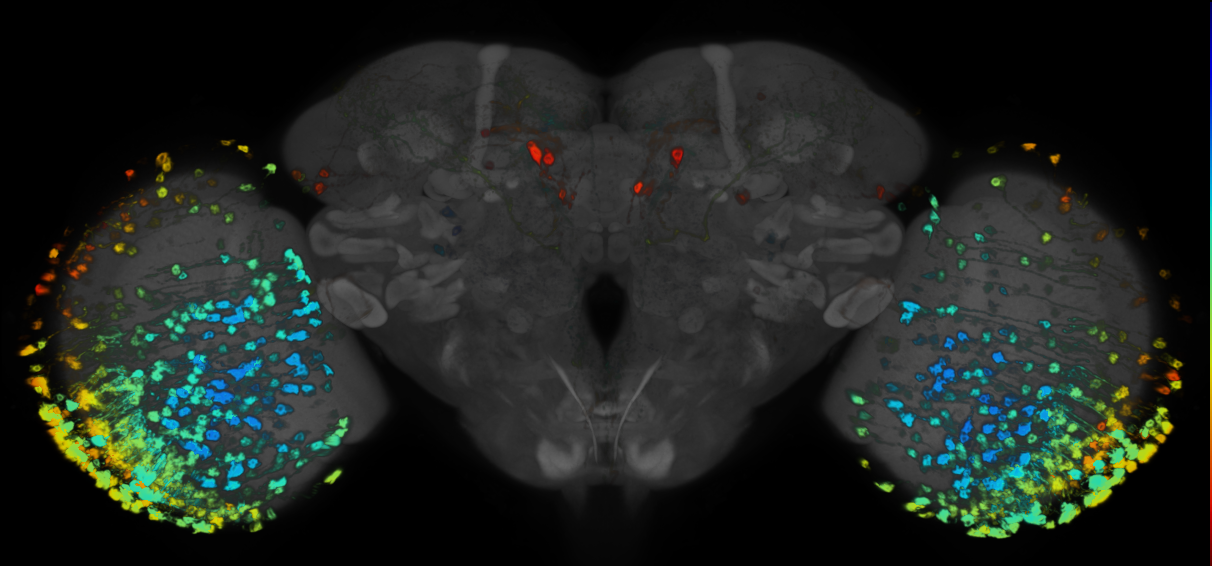 JRC_R19G03 GAL4 in the adult brain