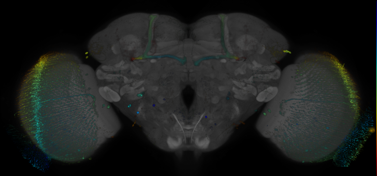 JRC_R51F06 GAL4 in the adult brain