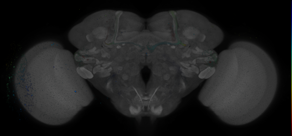 P{GMR83C09-GAL4} expression pattern